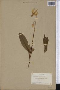 Erythronium californicum Purdy, America (AMER) (United States)