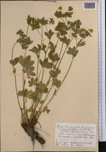 Potentilla chrysantha subsp. chrysantha, Middle Asia, Northern & Central Tian Shan (M4) (Kyrgyzstan)