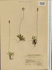 Primula farinosa L., Eastern Europe, Latvia (E2b) (Latvia)