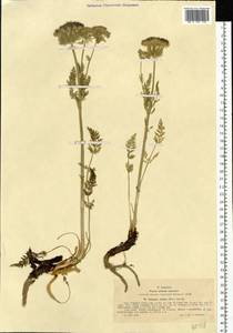 Schulzia crinita (Pall.) Spreng., Siberia, Western (Kazakhstan) Altai Mountains (S2a) (Kazakhstan)