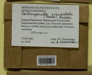 Calliergonella cuspidata (Hedw.) Loeske, Bryophytes, Bryophytes - North Caucasus & Ciscaucasia (B12) (Russia)