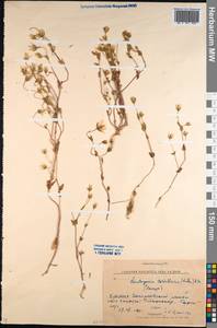 Lomatogonium carinthiacum (Wulfen) Rchb., Siberia, Baikal & Transbaikal region (S4) (Russia)