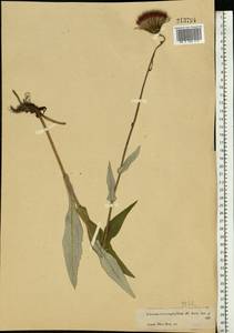 Cirsium heterophyllum (L.) Hill, Eastern Europe, Moscow region (E4a) (Russia)