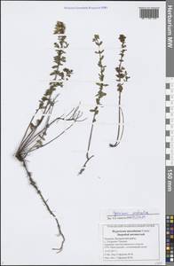 Hypericum perforatum L., Eastern Europe, Middle Volga region (E8) (Russia)