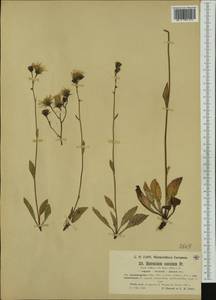 Hieracium levicaule subsp. psammogeton (Zahn) Zahn, Western Europe (EUR) (Austria)