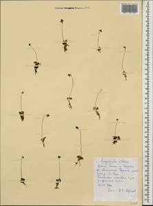 Pinguicula villosa L., Siberia, Western Siberia (S1) (Russia)