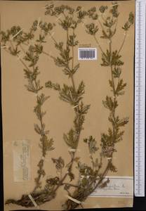 Potentilla argentea L., Middle Asia, Dzungarian Alatau & Tarbagatai (M5) (Kazakhstan)