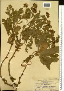 Aster spathulifolius Maxim., Siberia, Russian Far East (S6) (Russia)