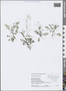 Cardamine parviflora L., Eastern Europe, Central region (E4) (Russia)