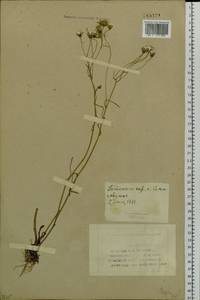 Crepis tectorum L., Siberia, Western (Kazakhstan) Altai Mountains (S2a) (Kazakhstan)