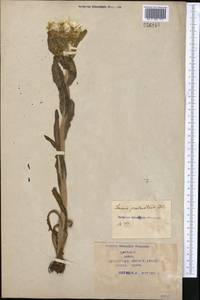 Tephroseris palustris (L.) Fourr., Middle Asia, Syr-Darian deserts & Kyzylkum (M7) (Kazakhstan)