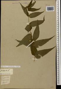 Gentiana asclepiadea L., Caucasus, Krasnodar Krai & Adygea (K1a) (Russia)