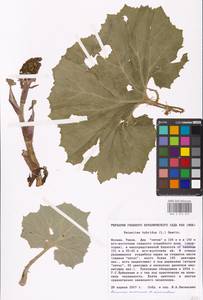 Petasites hybridus (L.) G. Gaertn., B. Mey. & Scherb., Eastern Europe, Moscow region (E4a) (Russia)