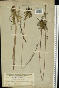 Silene chlorantha (Willd.) Ehrh., Eastern Europe, Volga-Kama region (E7) (Russia)