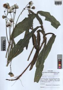 Sonchus arvensis L., Siberia, Altai & Sayany Mountains (S2) (Russia)