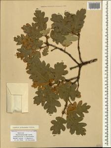 Quercus pubescens Willd. , nom. cons., Caucasus, Black Sea Shore (from Novorossiysk to Adler) (K3) (Russia)