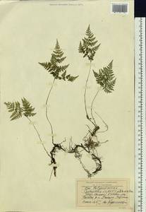 Cystopteris sudetica A.Braun & Milde, Eastern Europe, West Ukrainian region (E13) (Ukraine)