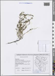 Suaeda prostrata Pall., Eastern Europe, Eastern region (E10) (Russia)