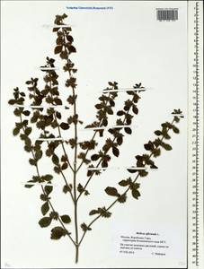 Melissa officinalis L., Eastern Europe, Moscow region (E4a) (Russia)