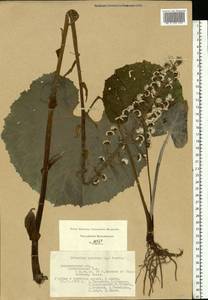 Petasites hybridus (L.) G. Gaertn., B. Mey. & Scherb., Eastern Europe, Central region (E4) (Russia)