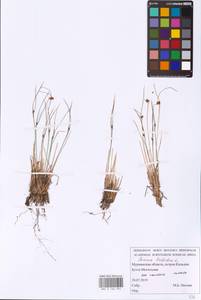 Oreojuncus trifidus (L.) Záv. Drábk. & Kirschner, Eastern Europe, Northern region (E1) (Russia)