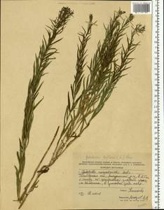 Galatella biflora (L.) Nees, Eastern Europe, Central forest-and-steppe region (E6) (Russia)