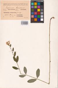 Hypericum hirsutum L., Eastern Europe, Lower Volga region (E9) (Russia)