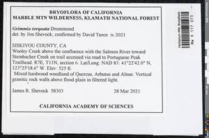 Grimmia torquata Drumm., Bryophytes, Bryophytes - America (BAm) (United States)