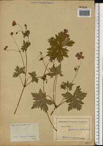 Geranium palustre L., Eastern Europe, Moscow region (E4a) (Russia)