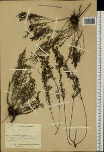 Galium verum subsp. verum, Eastern Europe, Eastern region (E10) (Russia)
