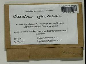 Trichodon cylindricus (Hedw.) Schimp., Bryophytes, Bryophytes - Chukotka & Kamchatka (B21) (Russia)