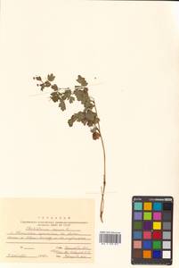 Thalictrum minus subsp. elatum (Jacq.) Stoj. & Stef., Siberia, Russian Far East (S6) (Russia)