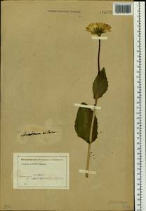 Doronicum altaicum Pall., Siberia, Altai & Sayany Mountains (S2) (Russia)