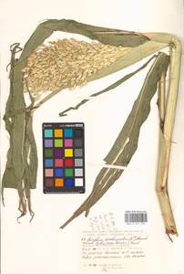 Sorghum bicolor (L.) Moench, Eastern Europe, South Ukrainian region (E12) (Ukraine)