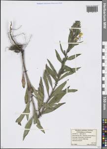 Oenothera oakesiana (A. Gray) J. W. Robbins ex S. Watson, Eastern Europe, Moscow region (E4a) (Russia)