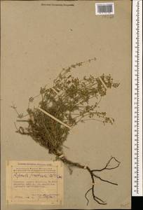 Asperula prostrata (Adams) K.Koch, Caucasus, Azerbaijan (K6) (Azerbaijan)