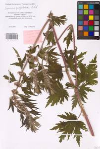 MHA 0 154 671, Leonurus quinquelobatus Gilib., Eastern Europe, Central forest-and-steppe region (E6) (Russia)