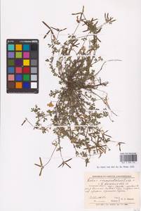 Lotus corniculatus L., Eastern Europe, North-Western region (E2) (Russia)