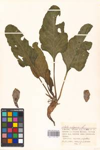 Beta vulgaris L., Eastern Europe, Moscow region (E4a) (Russia)
