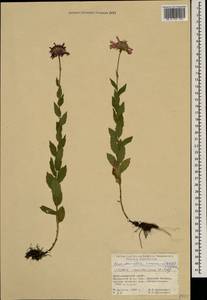 Kemulariella caucasica (Willd.) Tamamsch., Caucasus, Krasnodar Krai & Adygea (K1a) (Russia)
