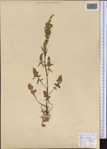 Spinacia oleracea subsp. turkestanica (Iljin) Del Guacchio & P. Caputo, Middle Asia, Kopet Dag, Badkhyz, Small & Great Balkhan (M1) (Turkmenistan)