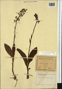 Platanthera chlorantha (Custer) Rchb., Western Europe (EUR) (France)