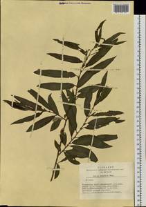 Salix viminalis L., Siberia, Altai & Sayany Mountains (S2) (Russia)