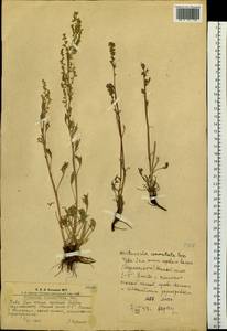 Artemisia pubescens Ledeb., Siberia, Altai & Sayany Mountains (S2) (Russia)