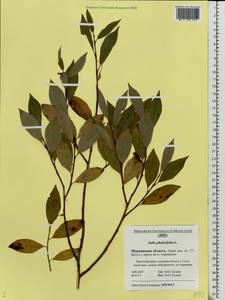 Salix phylicifolia L., Eastern Europe, Northern region (E1) (Russia)