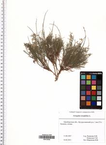 Astragalus austriacus Jacq., Eastern Europe, Eastern region (E10) (Russia)