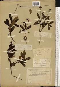 Chimaphila umbellata (L.) W. P. C. Barton, Eastern Europe, North-Western region (E2) (Russia)