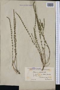 Micromeria juliana (L.) Benth. ex Rchb., Western Europe (EUR) (North Macedonia)
