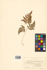 Gymnocarpium robertianum (Hoffm.) Newman, Siberia, Russian Far East (S6) (Russia)