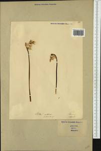 Hyacinthoides non-scripta (L.) Chouard ex Rothm., Western Europe (EUR) (Italy)